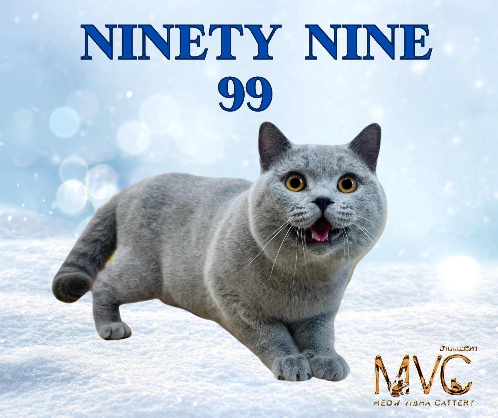 Ninety Nine Meowvibha